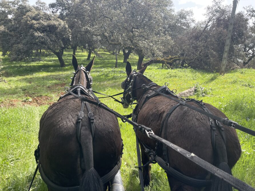 Pupilaje de caballo